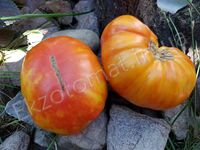 Tomato 'Oaxacan Jewel'
