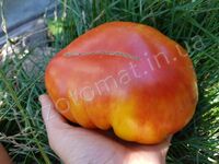 Tomato 'Oaxacan Jewel'