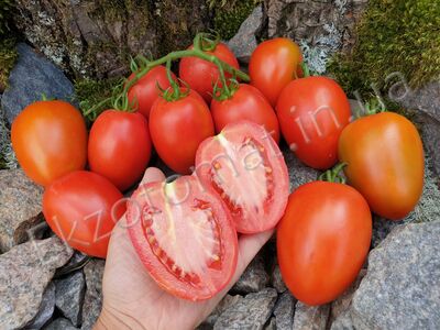 Tomato 'Oblungo Insalataro'