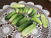Cucumber 'Isadora'