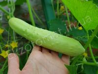 a Cucumber 'Three white sheet'