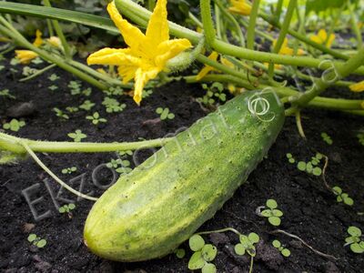 Cucumber 'Valya'