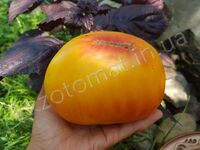 Tomato 'Orange russian 117'