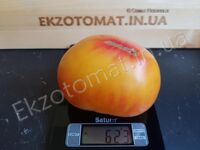Томат «Orange russian 117»