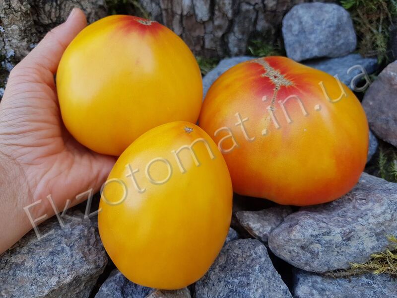 Tomato 'Orange russian 117'