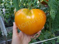 Tomato 'Orange Strawberry'