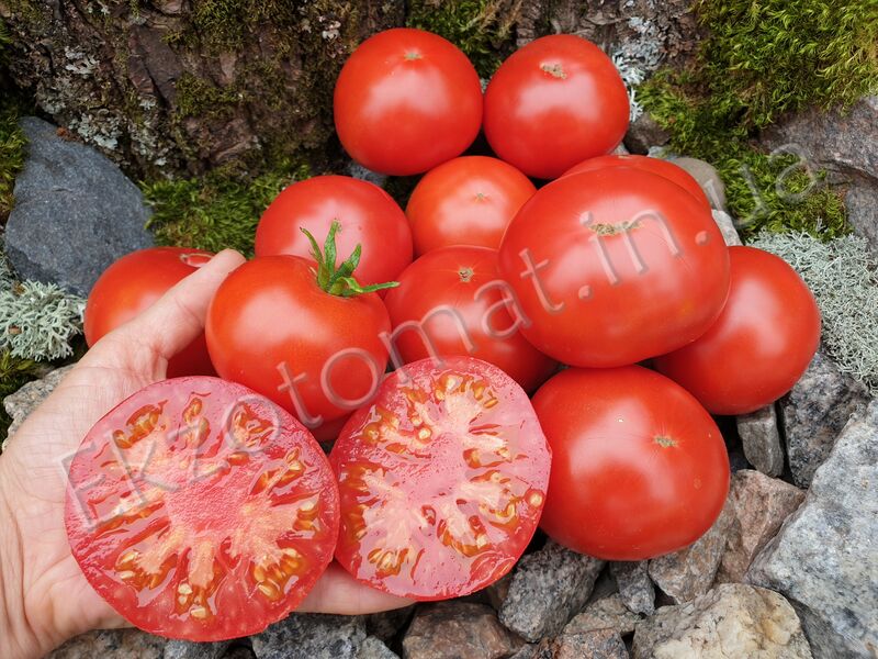 Tomato 'Oregon Spring'