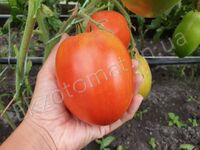  Tomato 'Oregon Star'