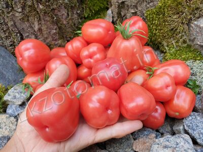 Tomato 'Ovita'