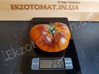 Tomato 'P20+Beauty king'