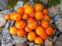 Томат 'Pendulina Orange'