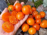 Tomato 'Pendulina Orange'