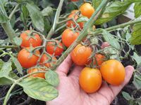 Tomato 'Pendulina Orange'
