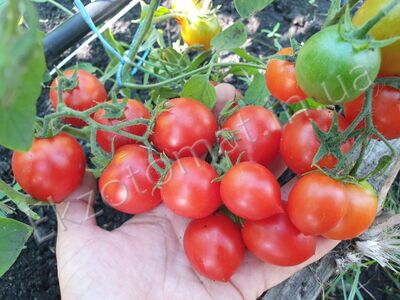 Tomato 'Pendulina Red'