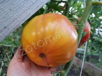 Tomato 'Peppermint'
