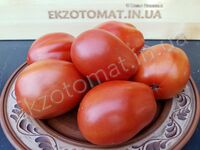 Tomato 'Pera d'abruzzo'