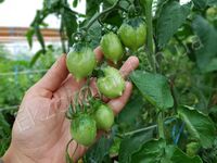 Tomatoes 'Piennolo del Vesuvio giallo'