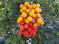Tomatoes 'Piennolo del Vesuvio giallo'