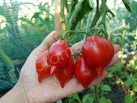 Tomatoes 'Piennolo del Vesuvio rosso'