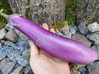 Eggplant "Ping Tung Long"