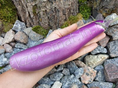 Eggplant "Ping Tung Long"