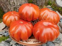 Tomato 'Pleated Carnelian'