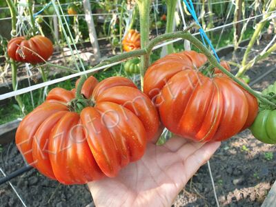    Tomato 'Pleated Carnelian'
