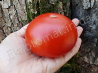 Tomato 'Podsnezhnik'