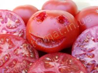Tomato 'Podsnezhnik'