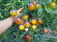 Tomato 'Primary colors'