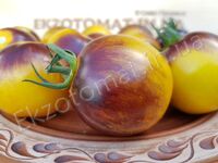 Tomato 'Primary colors'