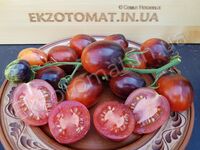 Tomato 'Purple Dragon'