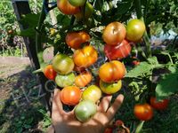 Tomatoes 'Cherry Rainbow'
