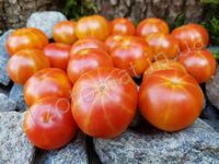 Tomatoes 'Cherry Rainbow'