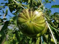 Tomato 'Red Beauty'