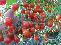 Tomato 'Red Dwarf Romanian'