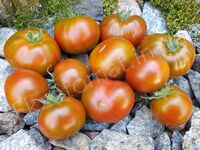 Tomato 'Red Viper'