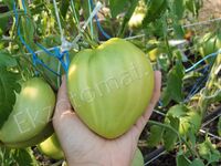 Tomato 'Reinhard's Green Heart'