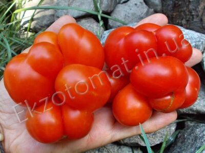 Tomato 'Reisetomate'