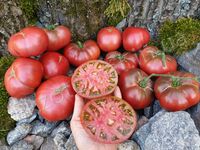 Tomato 'Rosella Purple'