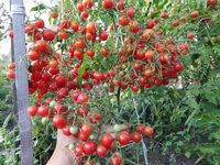 Tomato 'Rose Quartz Multiflora'