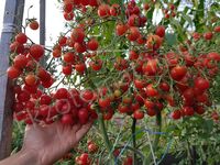 Tomato 'Rose Quartz Multiflora'