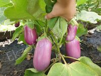 Eggplant "Rosita"