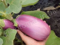 Eggplant "Rosita"