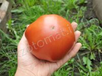 Tomato 'Ruby Surprise'