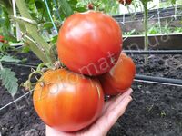 Tomato 'Ruby Surprise'