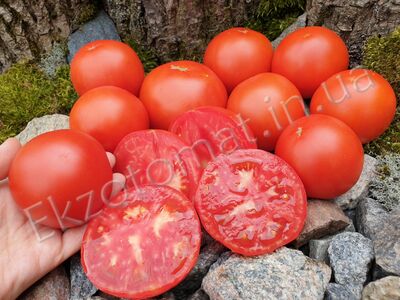 Tomato 'Rumcajs (Rumcajs)'