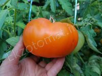 Tomato 'Russian Persimmon'