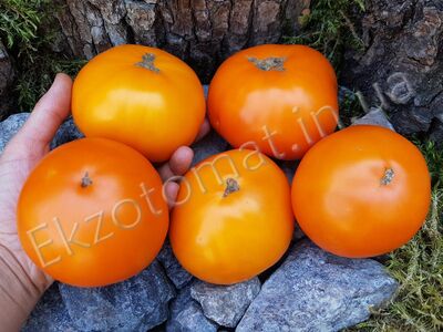 Tomato 'Russian Persimmon'