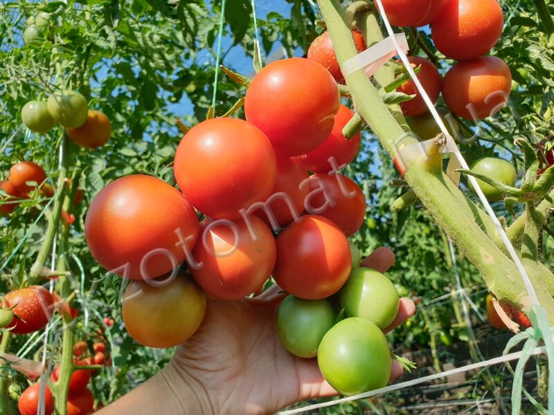  Tomato 'Seiger'